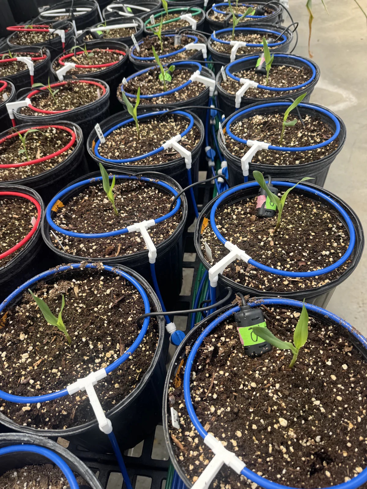 Young plants in individually irrigated pots with moisture sensors and color-coded tubing