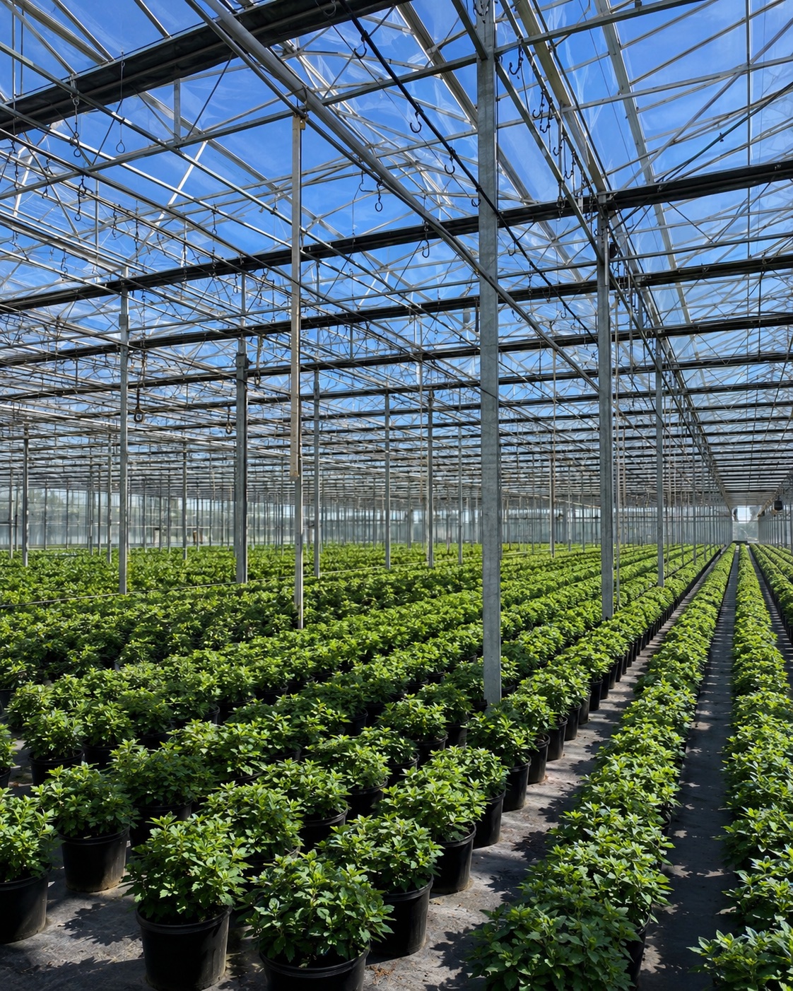 Rows of container plants inside a large commercial greenhouse