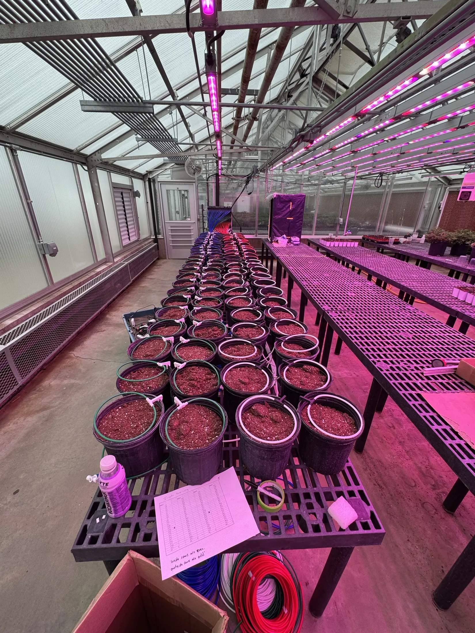 Research pots and irrigation equipment beneath greenhouse grow lights