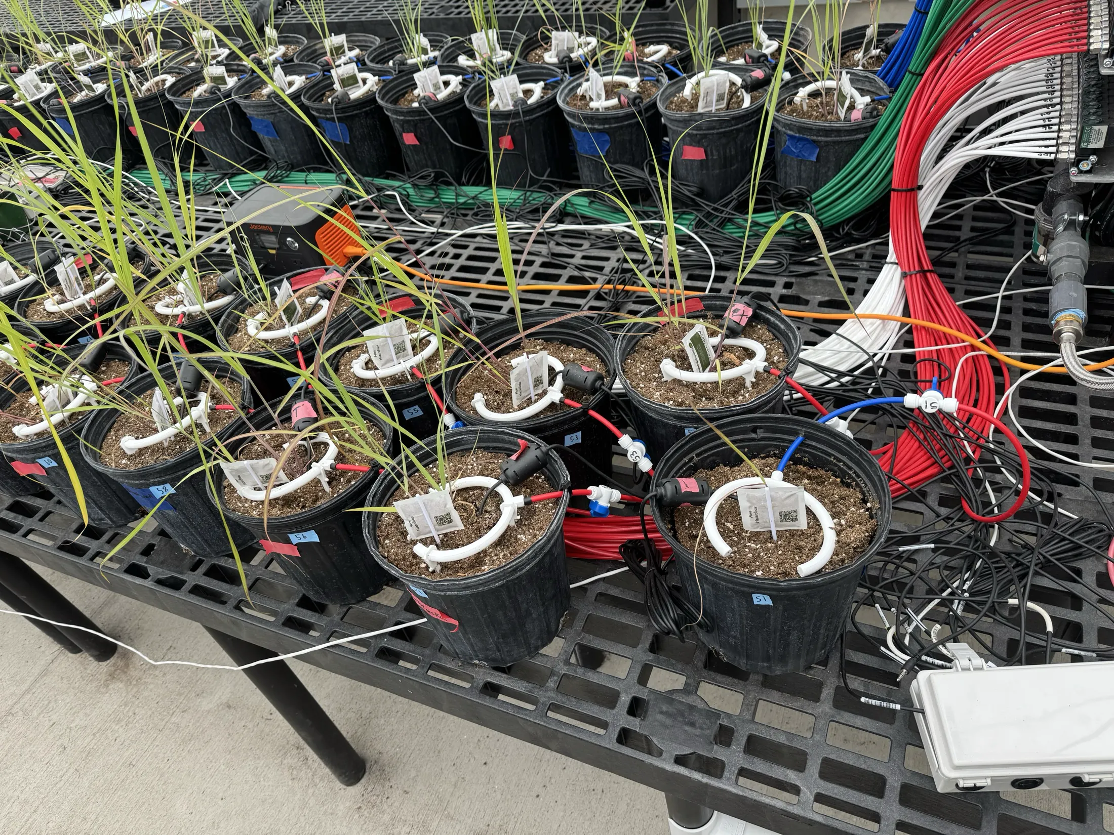 Potted grasses with moisture sensors, white irrigation rings, and color-coded tubing