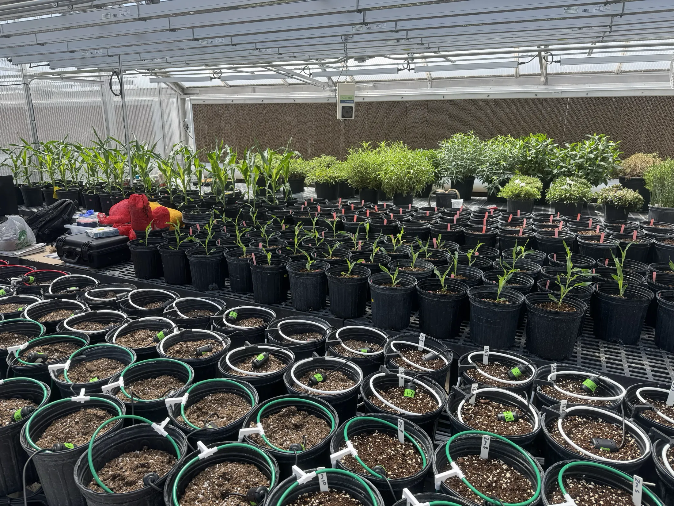 Greenhouse benches with young plants and sensor-equipped pots at different growth stages