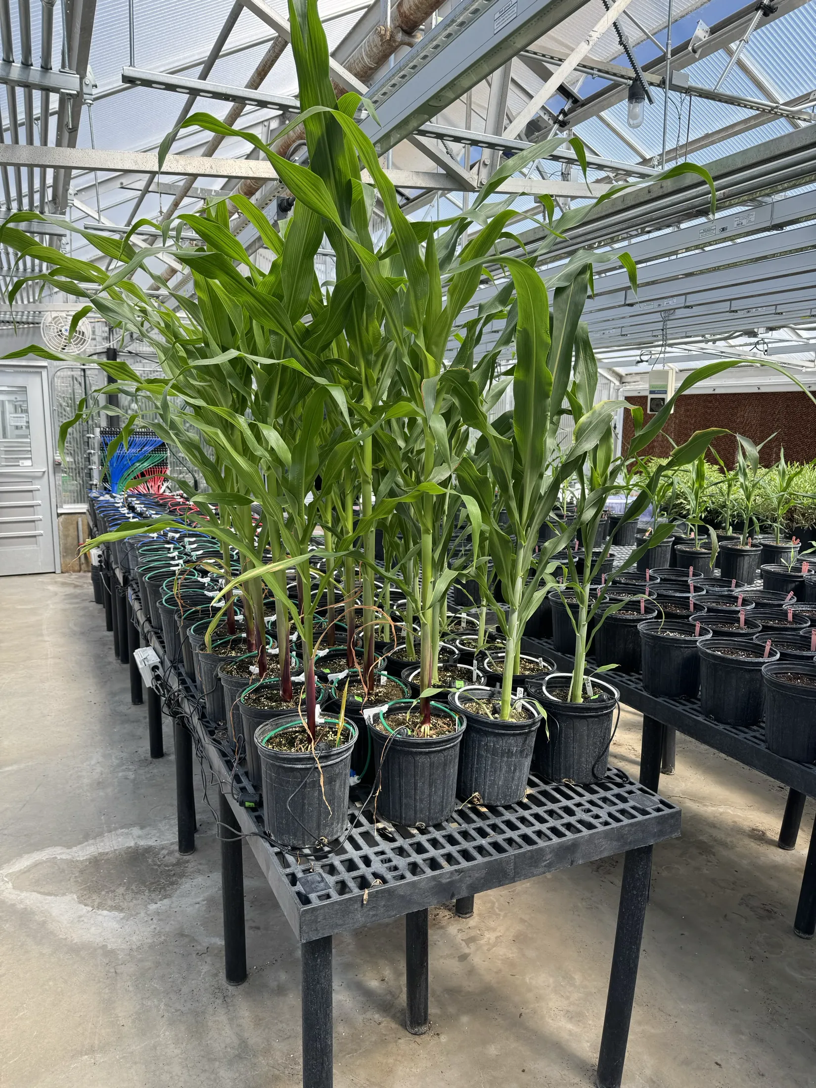 Tall green plants growing in individually irrigated pots inside the greenhouse
