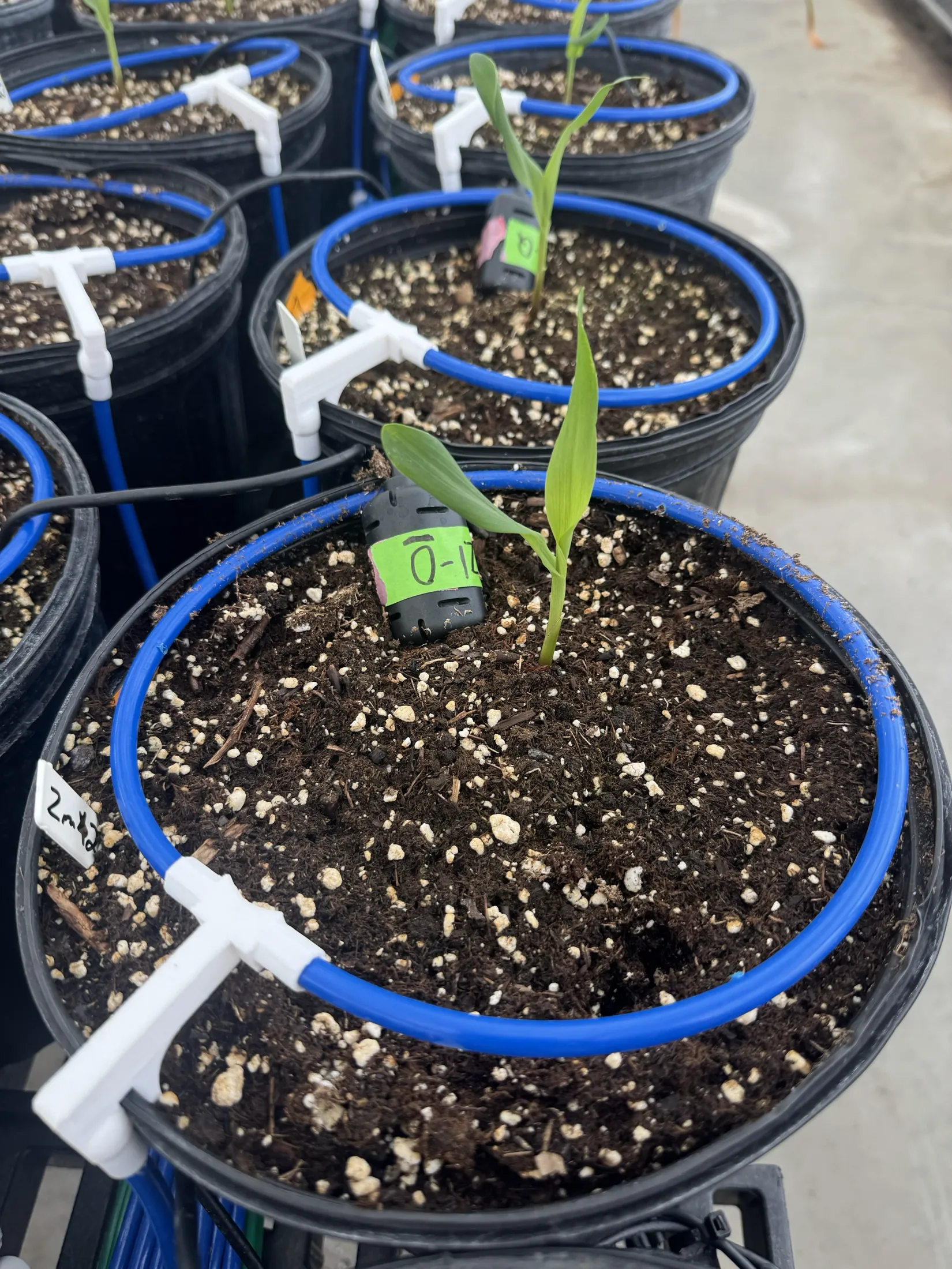 Close view of a seedling, moisture sensor, and irrigation ring