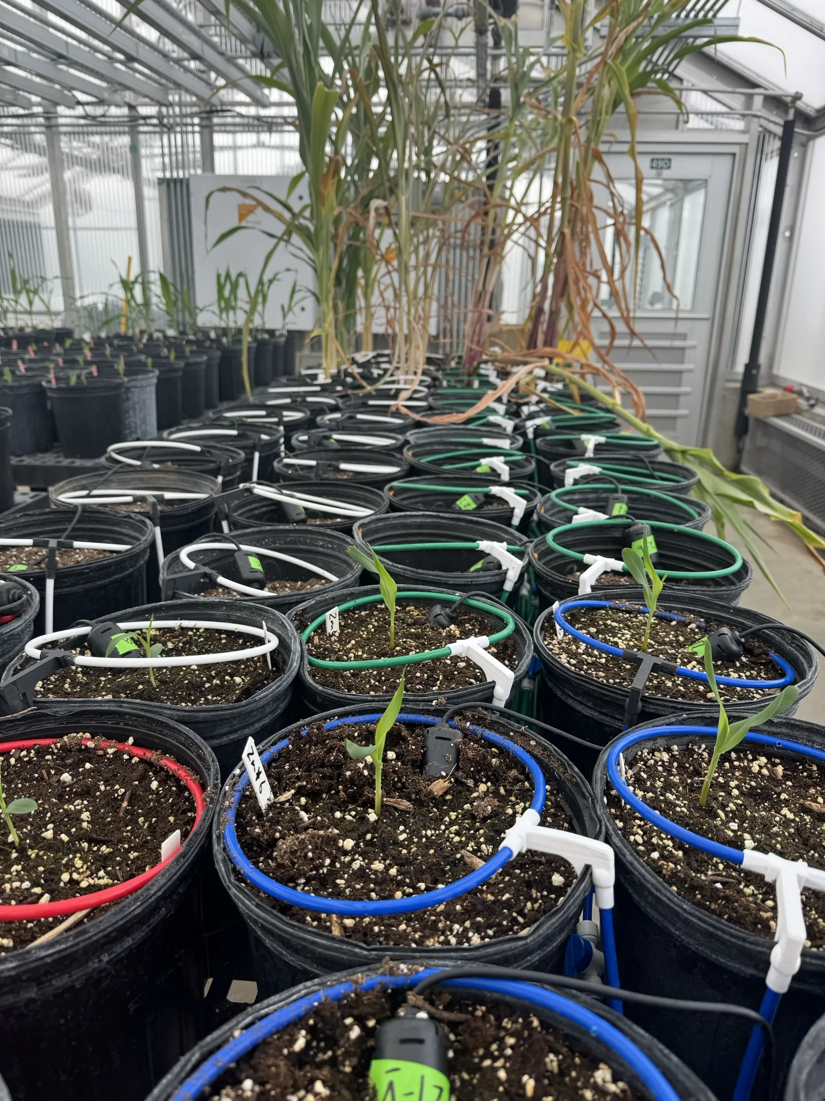 Rows of individually irrigated plants at different growth stages