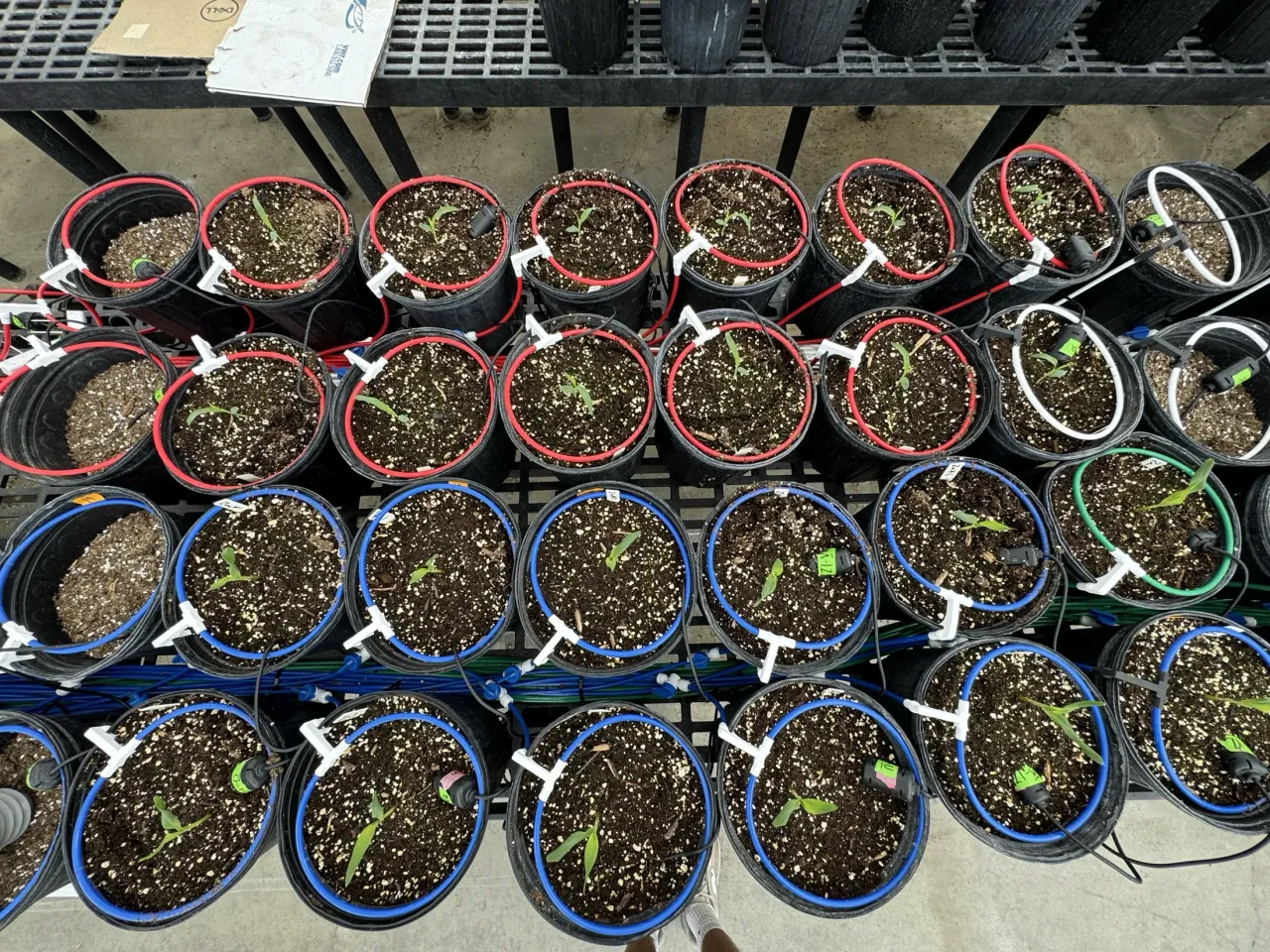 Overhead view of research pots with color-coded irrigation rings