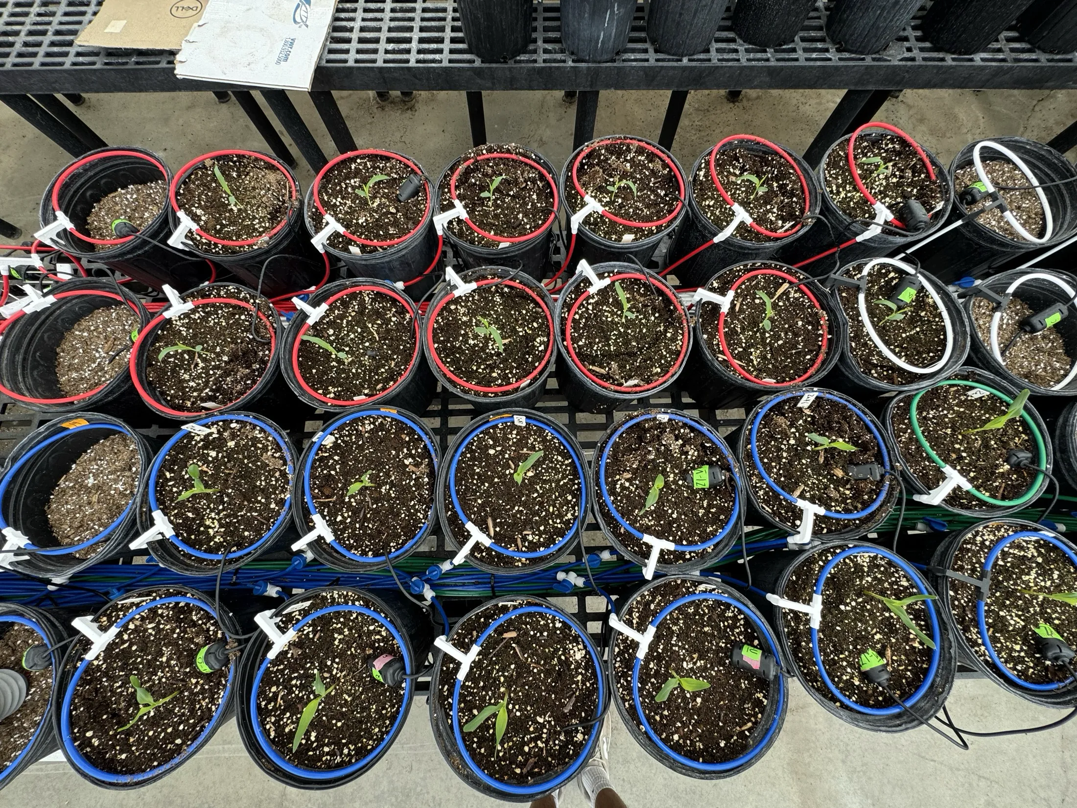 Overhead view of research pots with color-coded irrigation rings